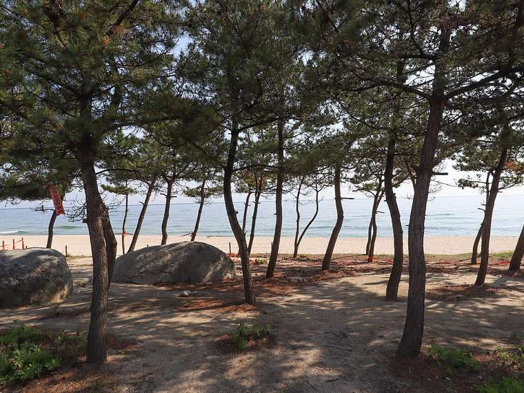 소나무 숲과 이어진 경포해변 백사장